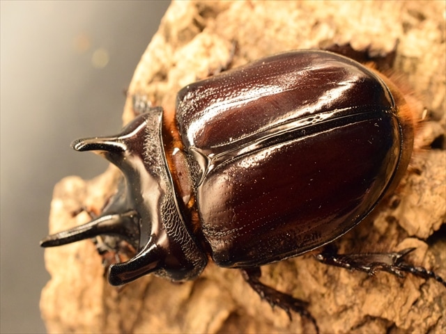 超大型】ケンタウルスミツノカブト73mmペア | 外国産カブトムシ 成虫 | 極