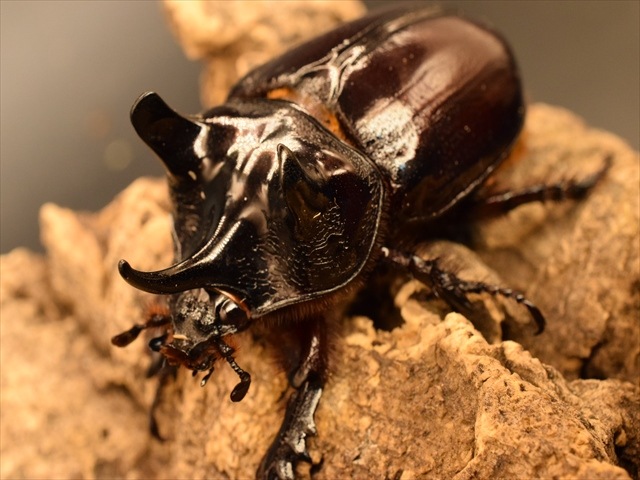 超大型】ケンタウルスミツノカブト73mmペア | 外国産カブトムシ 成虫 | 極