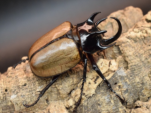 【新成虫】ゴホンヅノカブト77ｍｍペア