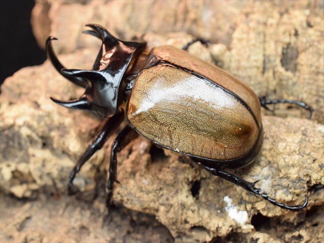 【新成虫】ゴホンヅノカブト77ｍｍペア