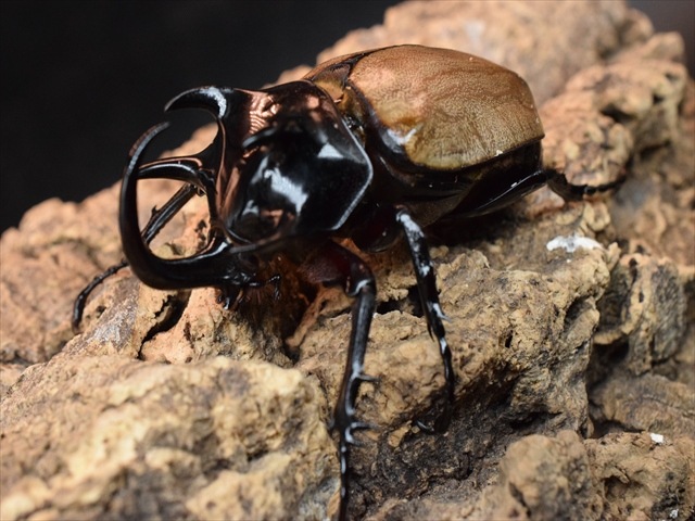 【新成虫】ゴホンヅノカブト77ｍｍペア