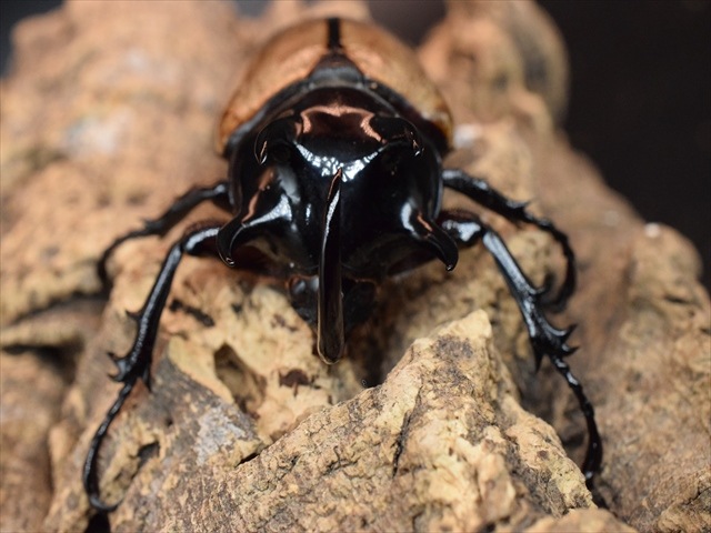 【新成虫】ゴホンヅノカブト77ｍｍペア