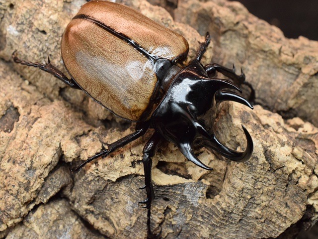 【新成虫】ゴホンヅノカブト77ｍｍペア