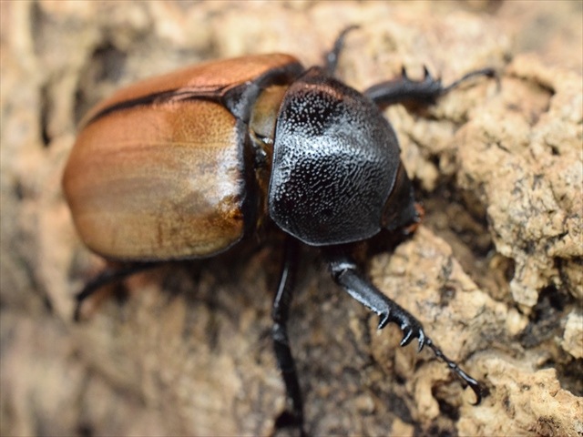【新成虫】ゴホンヅノカブト77ｍｍペア