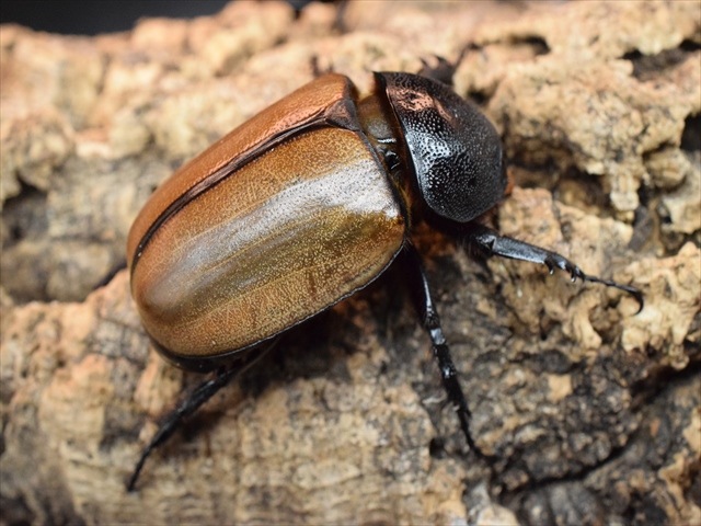 【新成虫】ゴホンヅノカブト77ｍｍペア