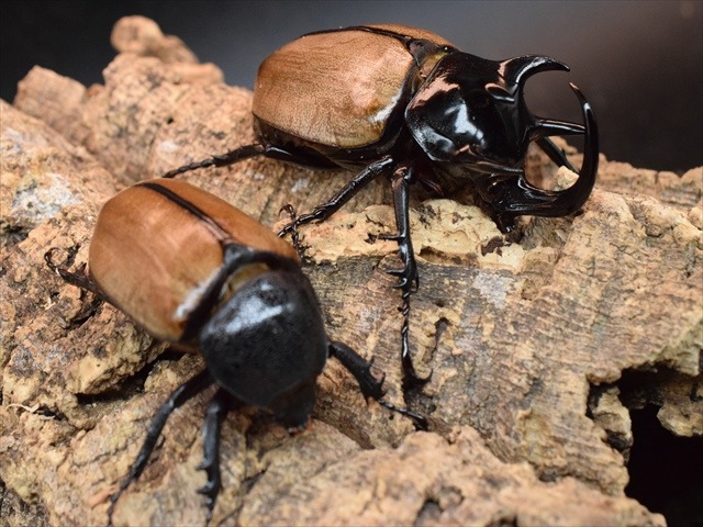 【新成虫】ゴホンヅノカブト77ｍｍペア