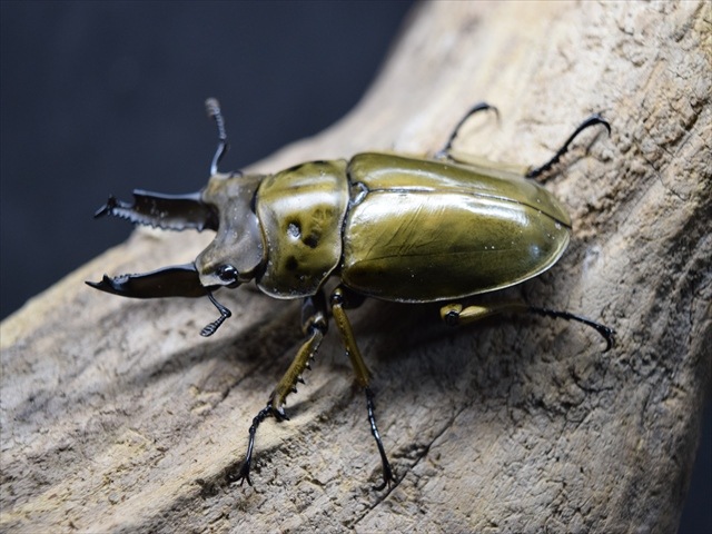 ババオウゴンオニ　新成虫　♂63.6ミリ　 美麗新成虫☆タイ産☆ババオウゴンオニクワガタ♂64ミリ♀45ミリペア