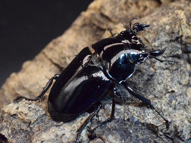 タランドゥス　新成虫ペア　♂71.2ミリ　♀51.5ミリ タランドゥスオオツヤクワガタ ♂78.2mm成虫ペア \u2013 昆虫ショップNexus