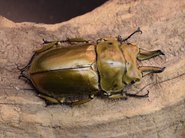 【標本用】ローゼンベルグオウゴンオニクワガタ♂63ｍｍ