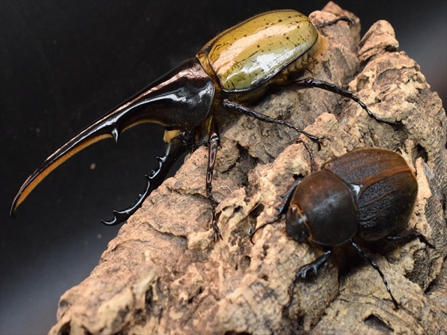 美形】ヘラクレス・ヘラクレス143mmペア | 外国産カブトムシ 成虫 | 極
