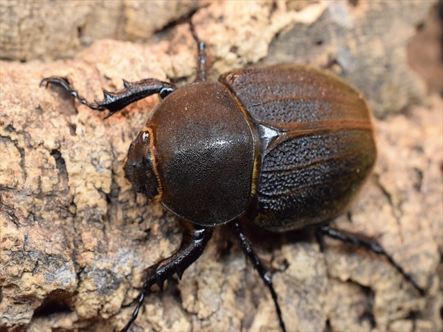 美形】ヘラクレス・ヘラクレス143mmペア | 外国産カブトムシ 成虫 | 極