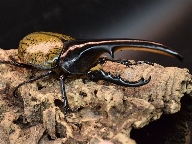 美形】ヘラクレス・ヘラクレス143mmペア | 外国産カブトムシ 成虫 | 極