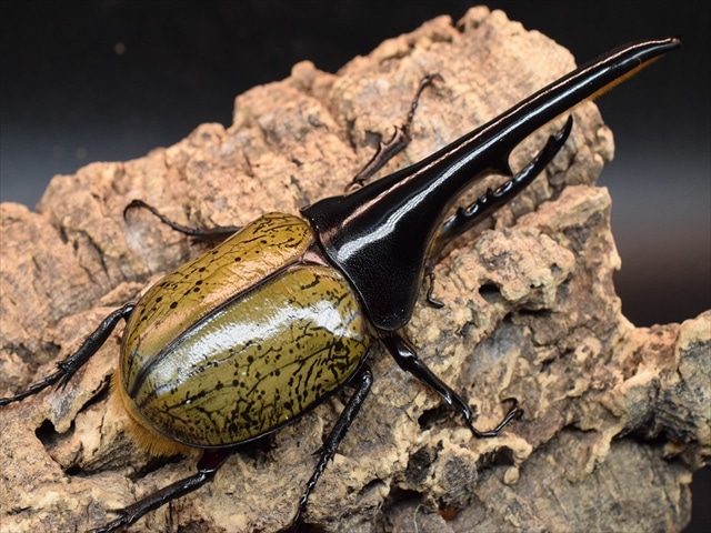 美形】ヘラクレス・ヘラクレス143mmペア | 外国産カブトムシ 成虫 | 極