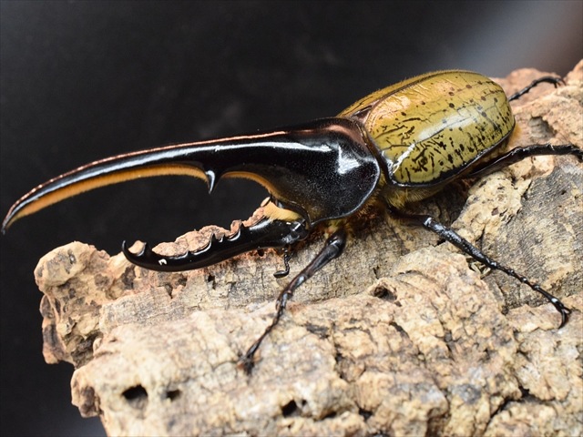 美形】ヘラクレス・ヘラクレス143mmペア | 外国産カブトムシ 成虫 | 極