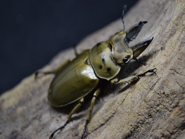 ♂単品】モセリオウゴンオニクワガタ50mm | 外国産クワガタ