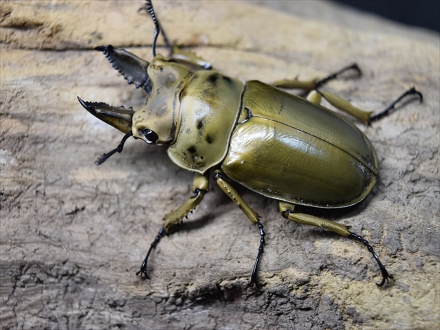 ♂単品】モセリオウゴンオニクワガタ50mm | 外国産クワガタ 成虫 | 極