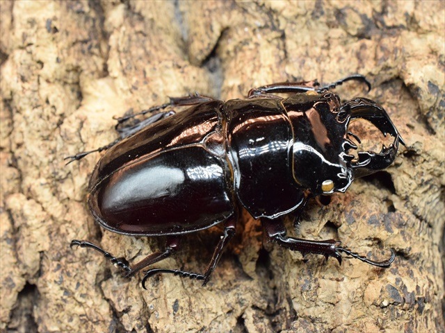 【標本用】レギウスオオツヤクワガタ（RED血統）♂61ｍｍペア