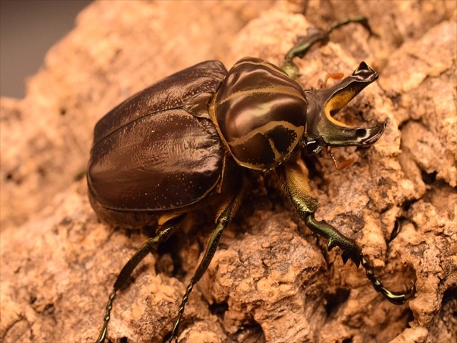 【大型新成虫】インカツノコガネ52mmペア