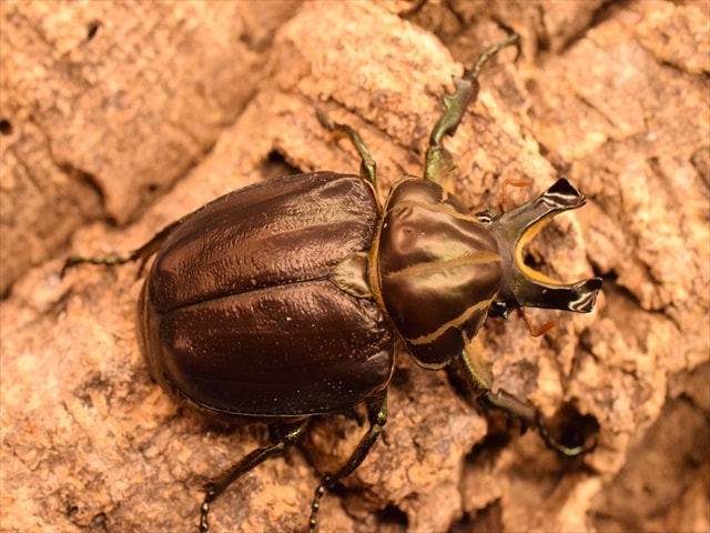 【大型新成虫】インカツノコガネ52mmペア