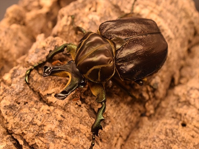 【大型新成虫】インカツノコガネ52mmペア
