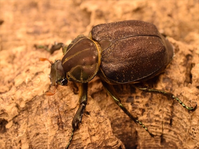 【大型新成虫】インカツノコガネ52mmペア