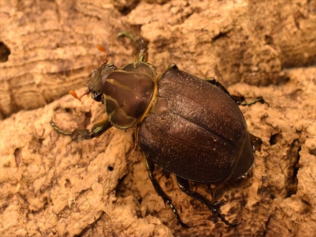 【大型新成虫】インカツノコガネ52mmペア