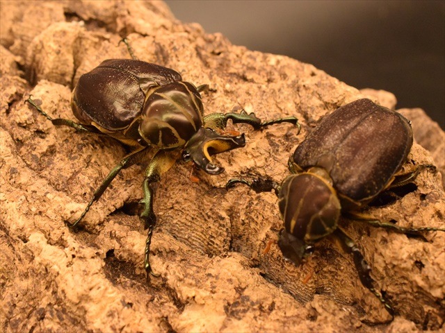 【大型新成虫】インカツノコガネ52mmペア