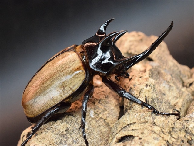 硫黄島産 カブトムシ 67mm ペア 標本 硫黄島産 カブトムシ 67mm ペア 標本 昆虫 フィギュア