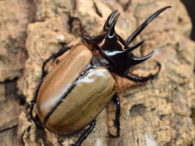 硫黄島産 カブトムシ 67mm ペア 標本 硫黄島産 カブトムシ 67mm ペア 標本 WD】《デューベイアヌス