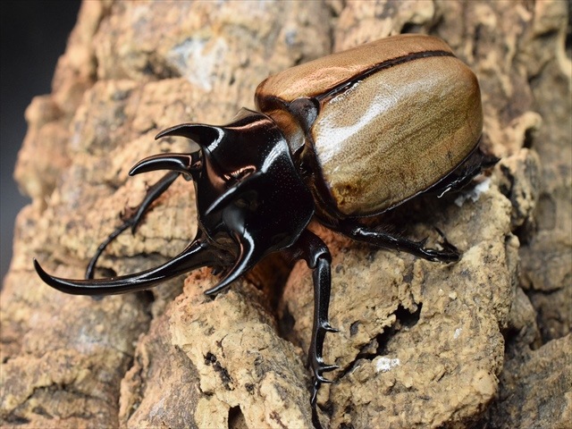 硫黄島産 カブトムシ 67mm ペア 標本 楽天市場】飼育物！早出し【DDA】国産カブトムシ 成虫 ペア 大型
