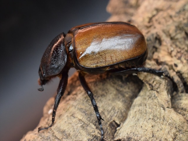 大型新成虫】ゴホンヅノカブト90mmペア | 外国産カブトムシ 成虫 | 極