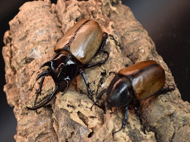 大型新成虫】ゴホンヅノカブト90mmペア | 外国産カブトムシ 成虫 | 極
