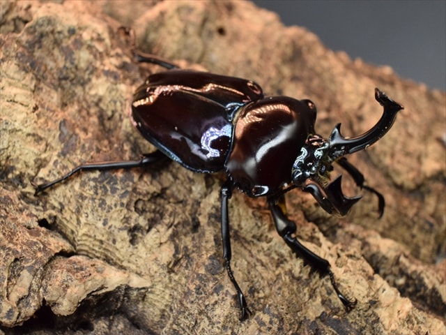 極赤 ニジイロクワガタ クイーンズランド産 ♂55mm×♀Free その１ 極赤 クイーンズランド産 ニジイロクワガタ ♂63mm×♀Free