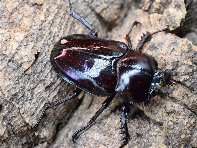 ※ニジイロクワガタ野外標本PAセット 展足済】美麗 ニジイロクワガタ 4色セット左から54㎜51㎜52㎜53