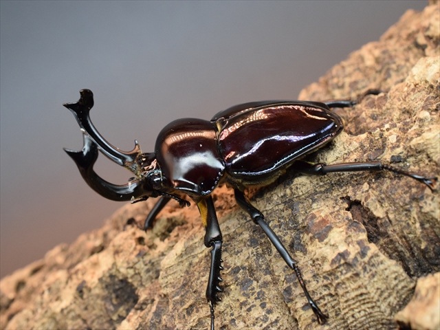 パープル血統】ニジイロクワガタ56mm爆産セット | 外国産クワガタ