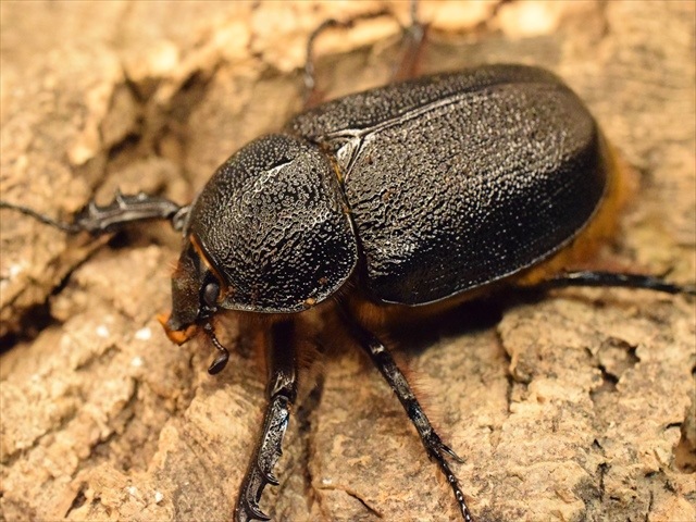 成虫ペア】ゴロファポルテリ（ノコギリタテヅノカブト）【新成虫LL 