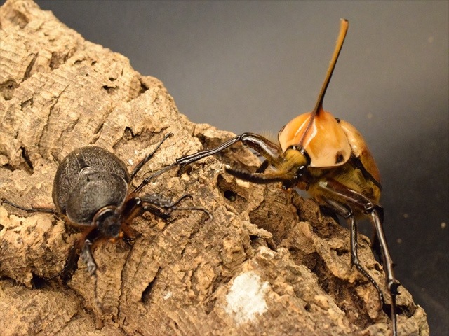 ゴロファ ミヌトゥス 新成虫ペア 極美 ゴロファ ミヌトゥス 新成虫 ペア ④