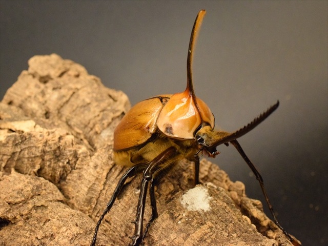 成虫ペア】ゴロファポルテリ（ノコギリタテヅノカブト）【新成虫LL 
