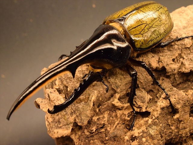 美形】ヘラクレス・ヘラクレス148mmペア | 外国産カブトムシ 成虫 | 極
