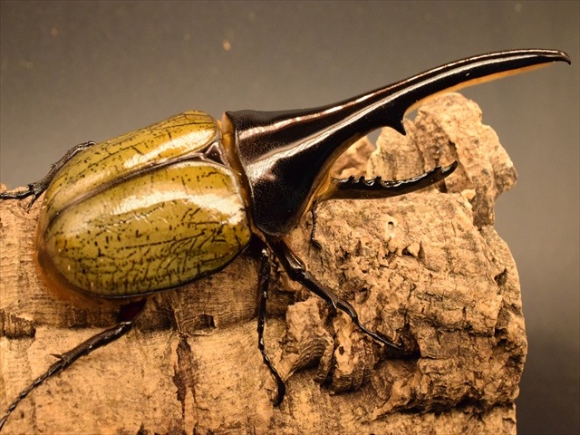 美形】ヘラクレス・ヘラクレス148mmペア | 外国産カブトムシ 成虫 | 極