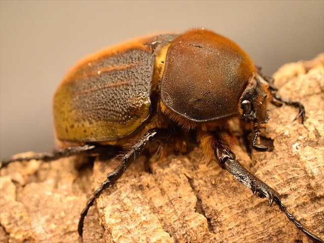 美形】ヘラクレス・ヘラクレス148mmペア | 外国産カブトムシ 成虫 | 極