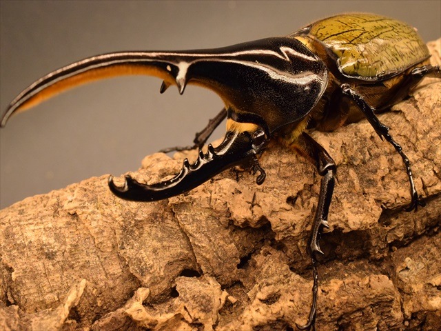 美形】ヘラクレス・ヘラクレス148mmペア | 外国産カブトムシ 成虫 | 極