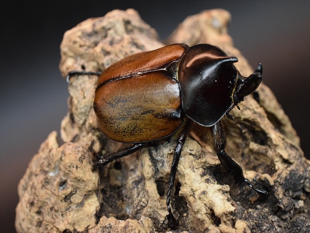 【即ブリ可】フンボルトヒナカブト43ｍｍペア