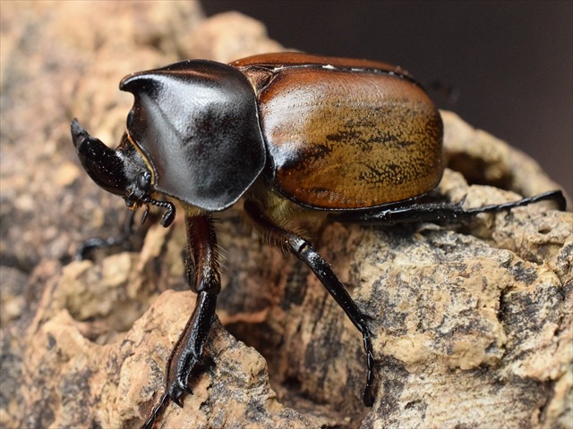 【即ブリ可】フンボルトヒナカブト43ｍｍペア