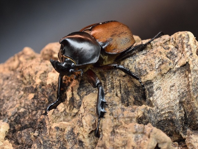 【即ブリ可】フンボルトヒナカブト43ｍｍペア