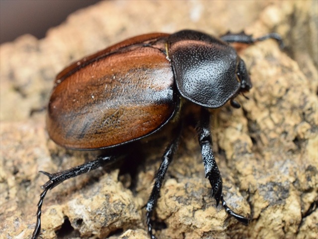 【即ブリ可】フンボルトヒナカブト43ｍｍペア