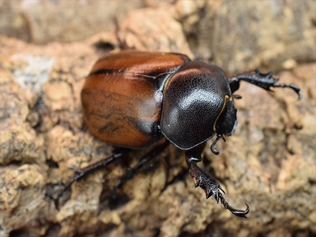 【即ブリ可】フンボルトヒナカブト43ｍｍペア