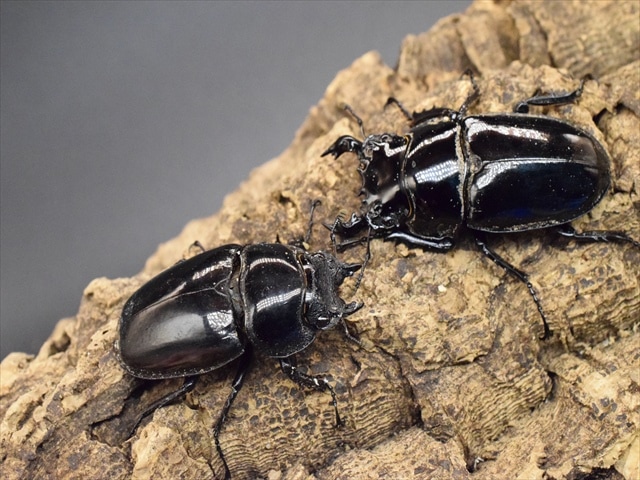 タランドゥス（タランドス）オオツヤクワガタ54mm成虫ペア | 外国産