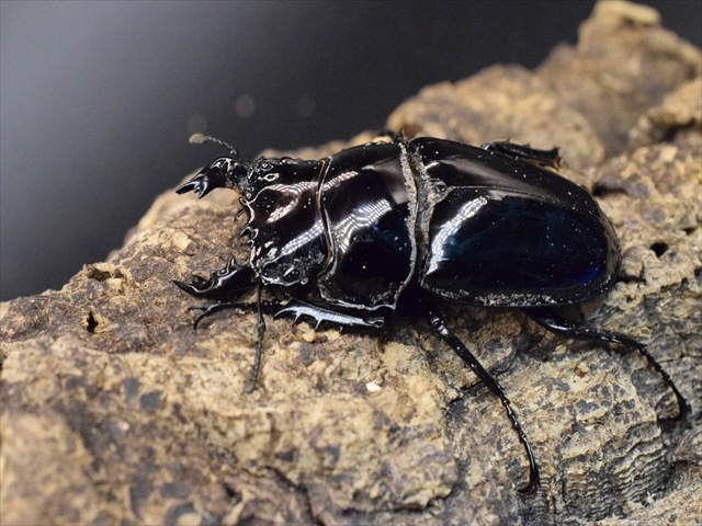 タランドゥス（タランドス）オオツヤクワガタ54mm成虫ペア | 外国産