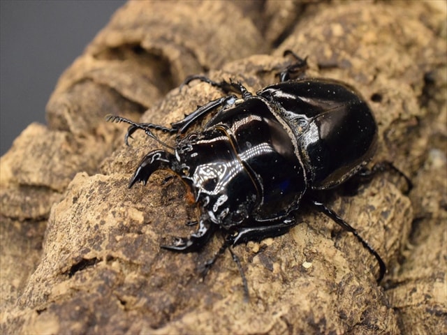 タランドゥス（タランドス）オオツヤクワガタ54mm成虫ペア | 外国産